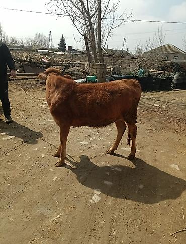 Dana, buzov: Dana, buzov — 14