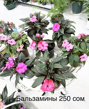 куплю цветы домашние: Комнатные растения в горшках - Бальзамины (Impatiens) — компактные — 1