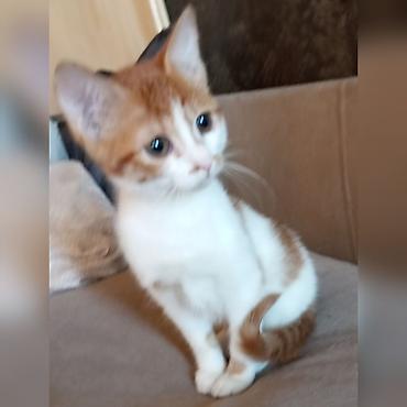 Отдам даром кошку: Котята-домоседы, короткошёрстные, 2 окраса: - Бело-рыжие: белая грудка — 3