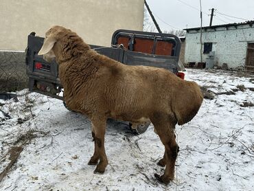 бирка для животных: Продаю | Баран (самец), Ягненок | Арашан, Гиссарская | Для разведения, На забой | Осеменитель, Племенные