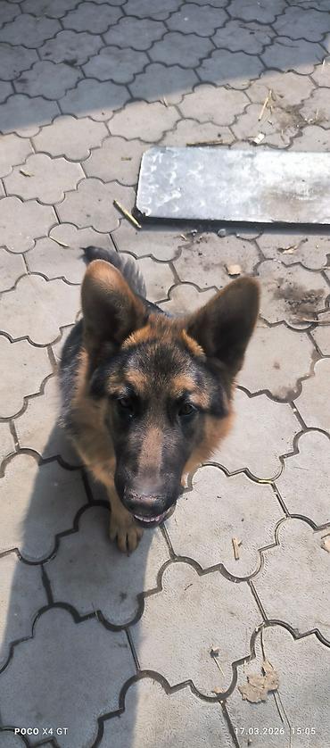 Продажа собак: Щенок немецкой овчарки Продаётся чистопородный щенок Немецкой — 3
