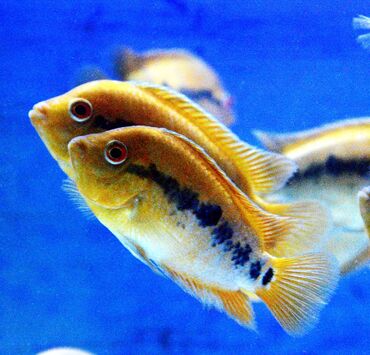 Balıqlar: Cixlid balığı — 5