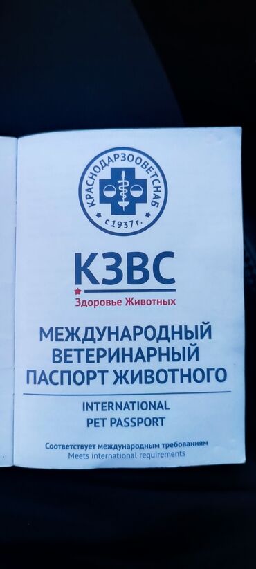 İtlər: Pudel, Sənədli — 8