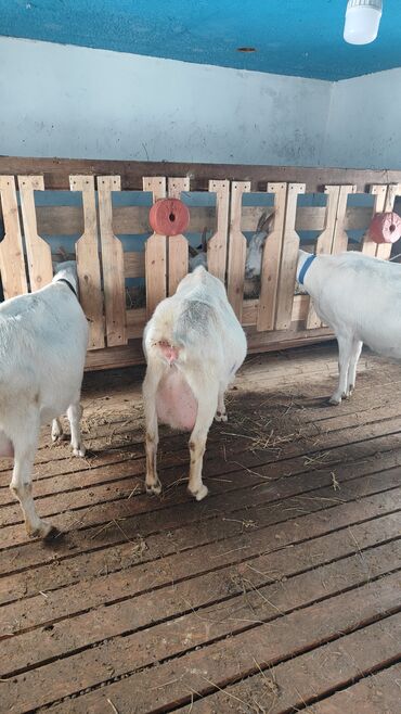 Keçi, çəpiş: Sanen keçiləri satılır. Çəkilisdə heç bir effekt istifadə edilməyib — 20