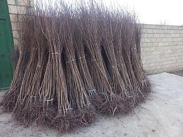 Tinglər: Salam isdenilen nov meyve tinglerini ve dekorativ aqaclari tam orjinal — 14