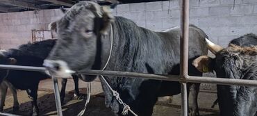 Коровы, быки: Продаю | Бык (самец) | Для разведения | Осеменитель