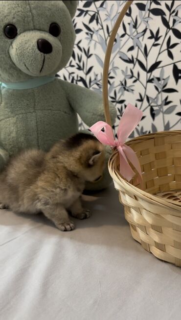 Pişiklər: Şinşilla, Dişi, Erkək, Ünvandan götürmə, Ödənişli çatdırılma — 6