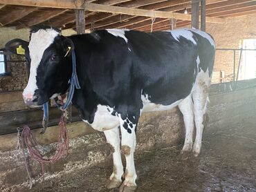 бельгийский бык: Продаю | Корова (самка), Тёлка | Для разведения, Для молока | Стельные