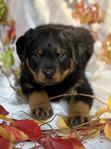 Продажа собак: Щенок породы ротвейлер Описание: - Породный щенок с классическим — 7