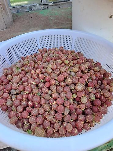 Смородина: Смородина — 5