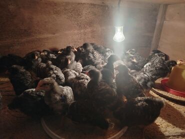 Cücələr: Xarkov cuceleri 25 günlük satiwda — 3