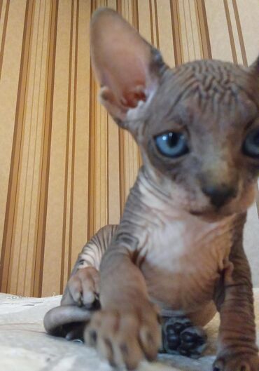 Pişiklər: Sfinks — 4