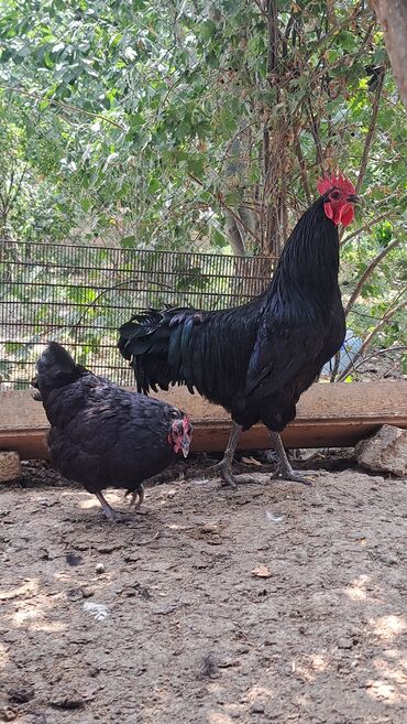 Toyuqlar: Toyuq, Australorp, Damazlıq, Pulsuz çatdırılma — 5