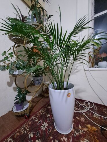 офисная мебель на заказ бишкек: Продаются цветы хамедорея