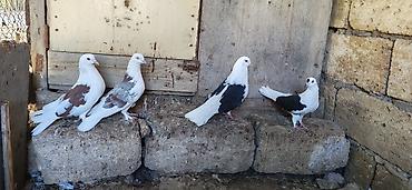 ordək balası və cucə: 2cüt qoşa çəp ağ quyruq isə bir din 4dü 70 manat — 3
