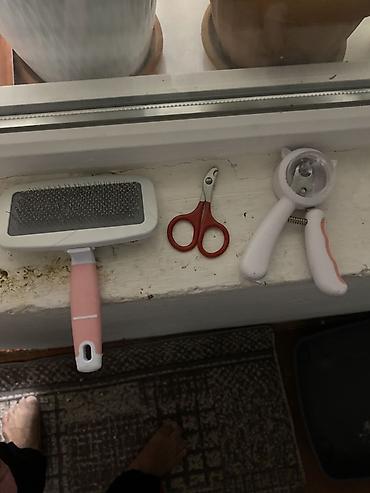 Продажа кошек: Шотландская вислоухая кошка (Scottish Fold), окрас голубой. Вместе — 8