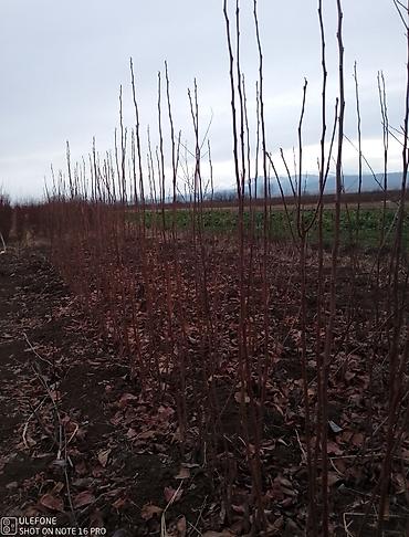 Tinglər: Xurma ağacları satışdadır zəmanətli verilir ağaclar çatdirilma pulsuz — 3