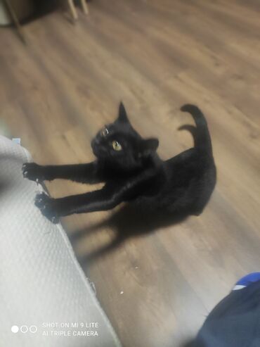 Pişiklər: Erkək, Cütləşmə üçün — 2