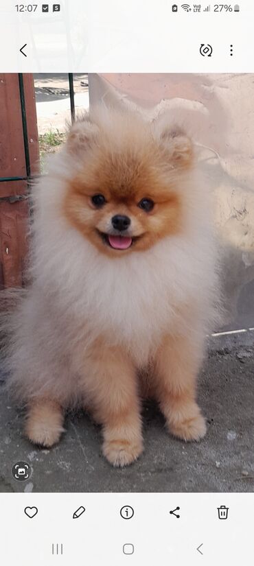 psi pomeranci na poklon: Dogs