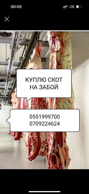 телочки: Туша, Самовывоз — 3