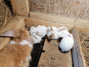 karlik dovşanlar: Saglam balalardır hamısını goturene endırım ederem