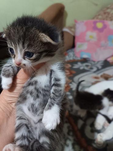 Продажа кошек: Котята вместе с мамами, 2 кошки молодые и 8 котят. - Помёт — 7