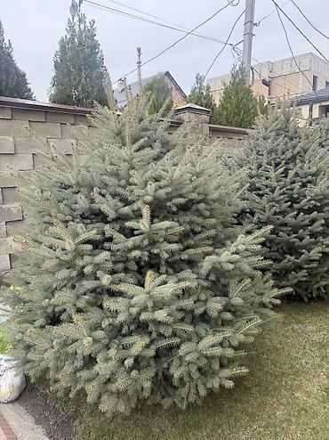Ель: Продаю Ели голубые от 2-4 метров, колоновидные туи 4 метровые: густые — 25