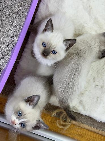 Pişiklər: Siam — 4