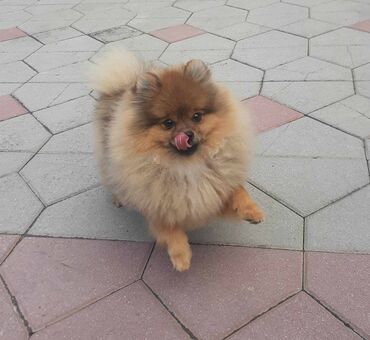 Psi: Oduševićemo vaša srca predivnim Pomerancima iz našeg pažljivo — 8