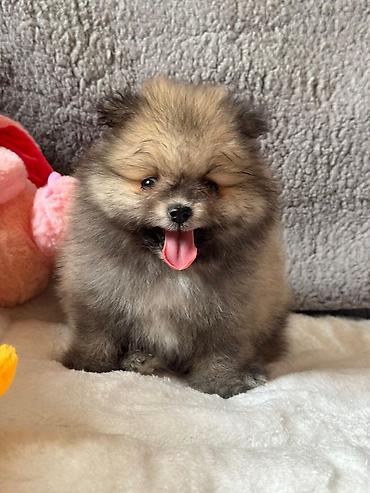 Pişiklər: Şotland — 6