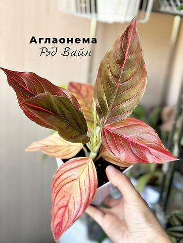 декор для сада бишкек: Комнатные растения в наличии🌿 Как всем известные, так и редкие — 1