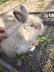 Dovşanlar: Ağ tüklü, qəhvəyi ləkəli dovşan - Yumşaq, sıx örtüklü ağ yun — 15