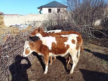 Dana, buzov: Dana, buzov, Dişi, ay: 1, 100 kq, Ətlik, Ünvandan götürmə, Ödənişli çatdırılma — 10