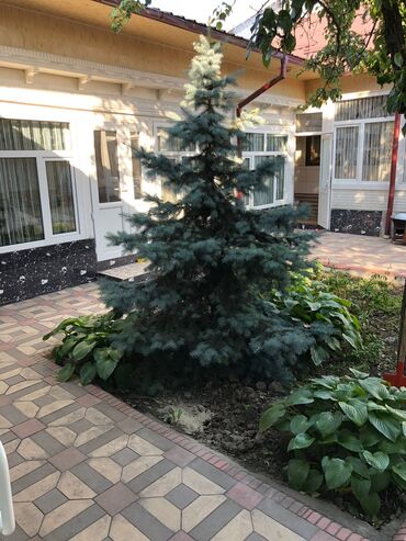все для дома и сада: 🌲ПРОДАЖА🌲 💠В продаже имеется ель, длина которой составляет около 2