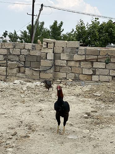 heyratılar: Heyratı xoruz tam sağlamdır ideal formadadır — 3