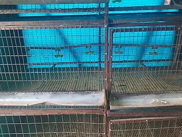 Товары и оборудование для с/х животных: Трëхярусная клетка для содержания перепёлок/цыплят - Конструкция — 7