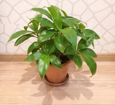 купальники в баку: Otaq Bitkisi, hər biri 15azn

Ünvan Əhmədli

Çatdırılma Metro Sos 2azn