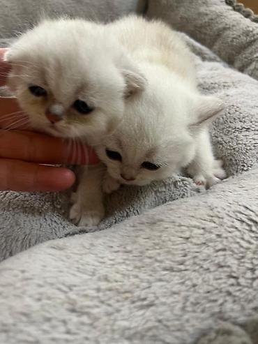 Pişiklər: Şinşilla, Erkək, Dişi — 3