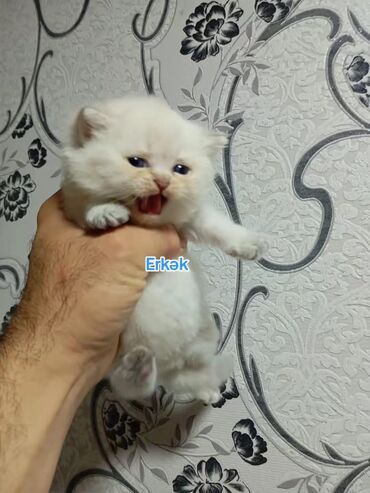 Pişiklər: Şotland yastı qulaq, Erkək, Dişi, Yaxşı əllərə, Ünvandan götürmə, Pulsuz çatdırılma, Ödənişli çatdırılma — 49