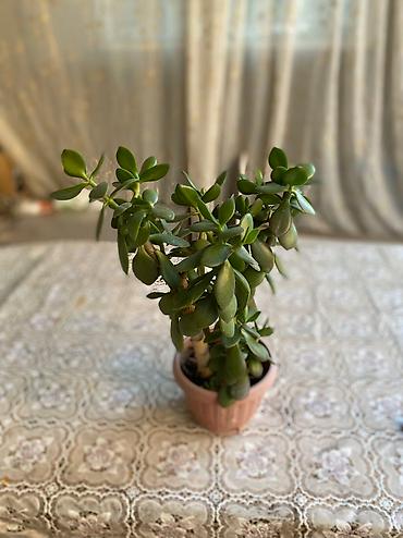 Молочаи: Молочай от 700-1000 с в зависимости от размера — 12