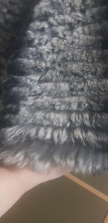 silver chinchilla: Shinshilla — 4