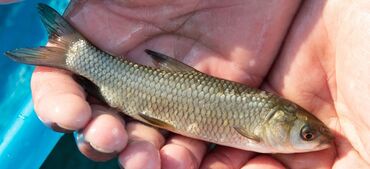 ахатина купить: Продается Малек амур, сазан, сокулук