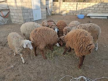 Quzu: Erkey qoyunlar 8 eded hamsi erkeydi — 1