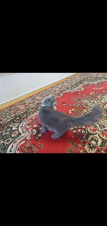 cat ruletka: Britan yastı qulaq, Erkək, Cütləşmə üçün, Ünvandan götürmə, Ödənişli çatdırılma — 2