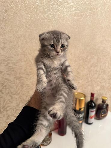 Pişiklər: Şotland — 4