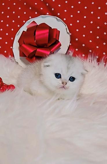 вязку: Вязка ! Не продажа!!! Молодой котик Scottish fold окрас серебристая — 8
