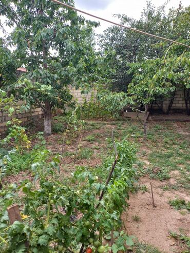 Həyət evləri və villaların satışı: 4 otaqlı, 500 kv. m, Kredit yoxdur, Yeni təmirli -da lalafo.az — 5 Həyət evləri və villaların satışı: 4 otaqlı, 500 kv. m, Kredit yoxdur, Yeni təmirli — 5