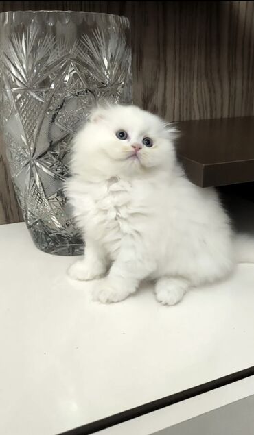 Pişiklər: Şinşilla, Dişi — 2