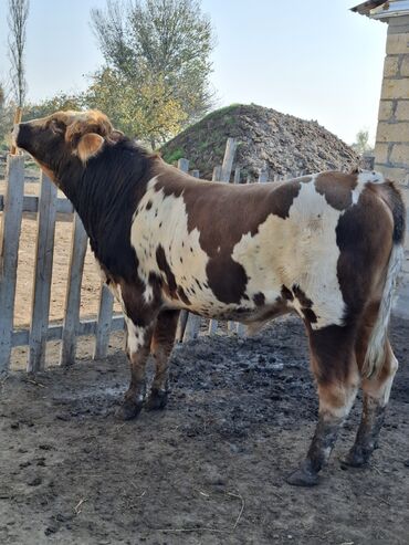 Inəklər, öküzlər: Erkək, il: 1, 150 kq, Damazlıq -da lalafo.az — 9 Inəklər, öküzlər: Erkək, il: 1, 150 kq, Damazlıq — 9