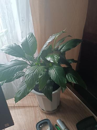 покрывалы: Спатифиллум (Spathiphyllum) в горшке - Домашнее тропическое растение — 3